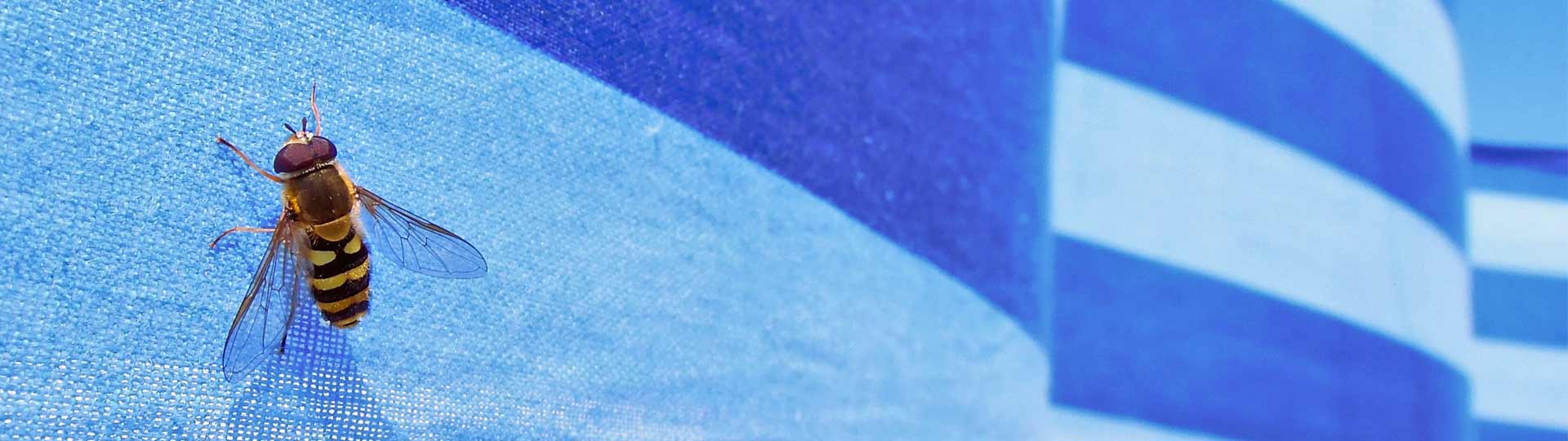 ahuyentar-avispas-piscinas