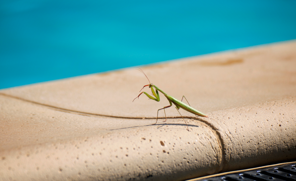 larvas-en-la-piscina
