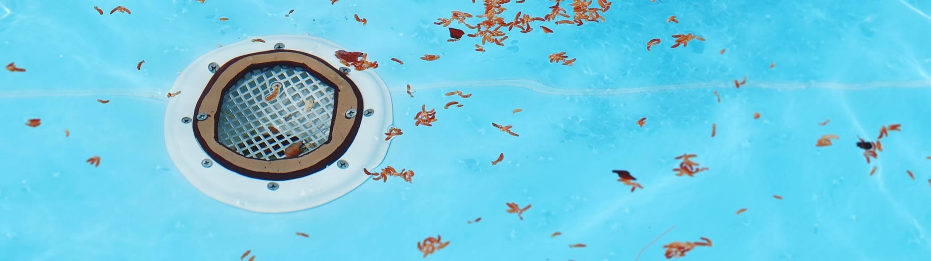 mantenimiento-piscina-otono